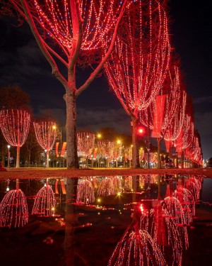 Illuminated trees in Paris