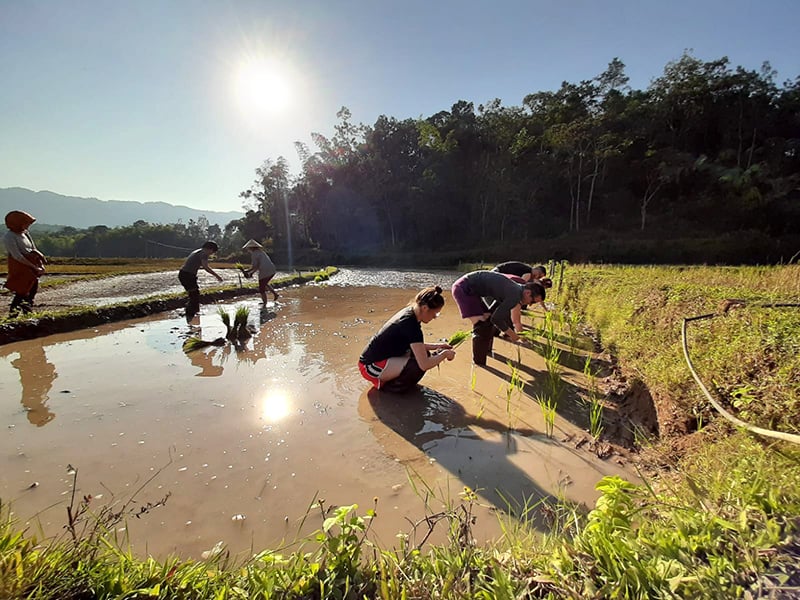 Planting crops in the paddy fields