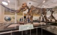 American Museum of Natural History