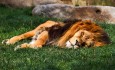 Bioparc Zoo lion