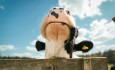 Cow farm