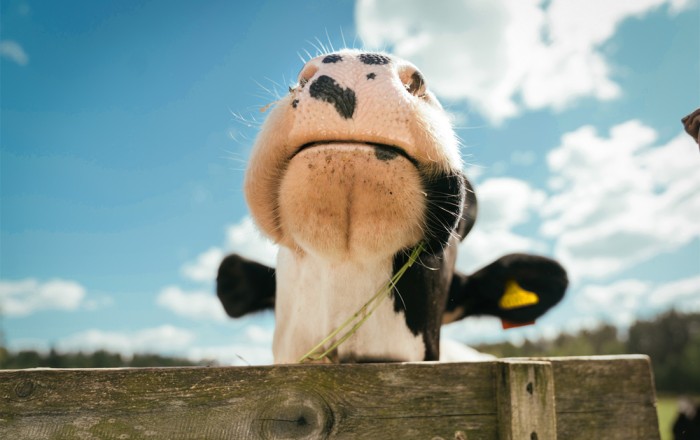 Cow farm