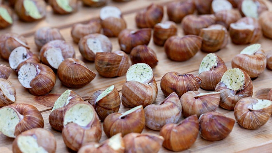 Escargot snail farm