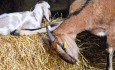 Goat farm FillWzk1MCw1MzRd