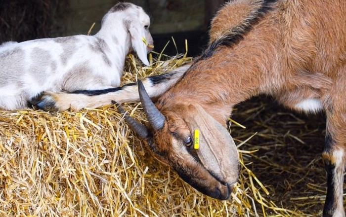 Goat farm FillWzk1MCw1MzRd
