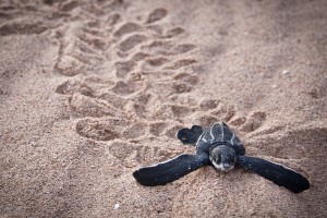 Leatherback turtle Pacuare Reserve