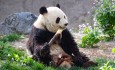 Panda Beijing Zoo