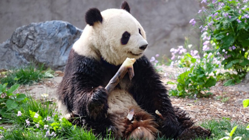 Panda Beijing Zoo