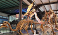 Royal Belgian Institute of Natural Sciences Belgium