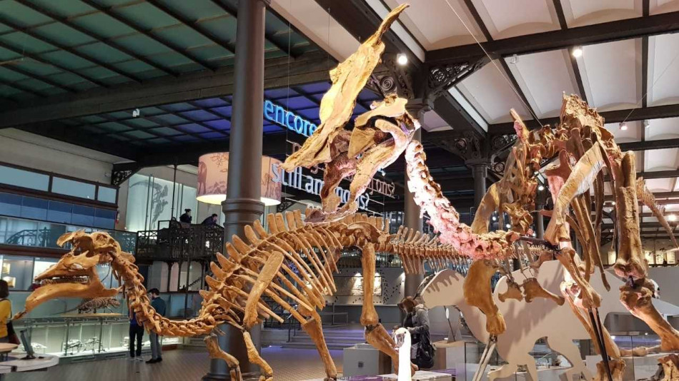 Royal Belgian Institute of Natural Sciences Belgium