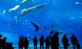 SEA LIFE Manchester