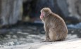 Snow Monkey at Central Park Zoo