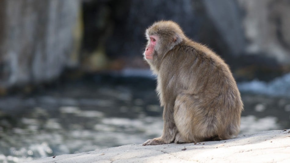 Snow Monkey at Central Park Zoo