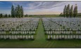 tyne cot v2