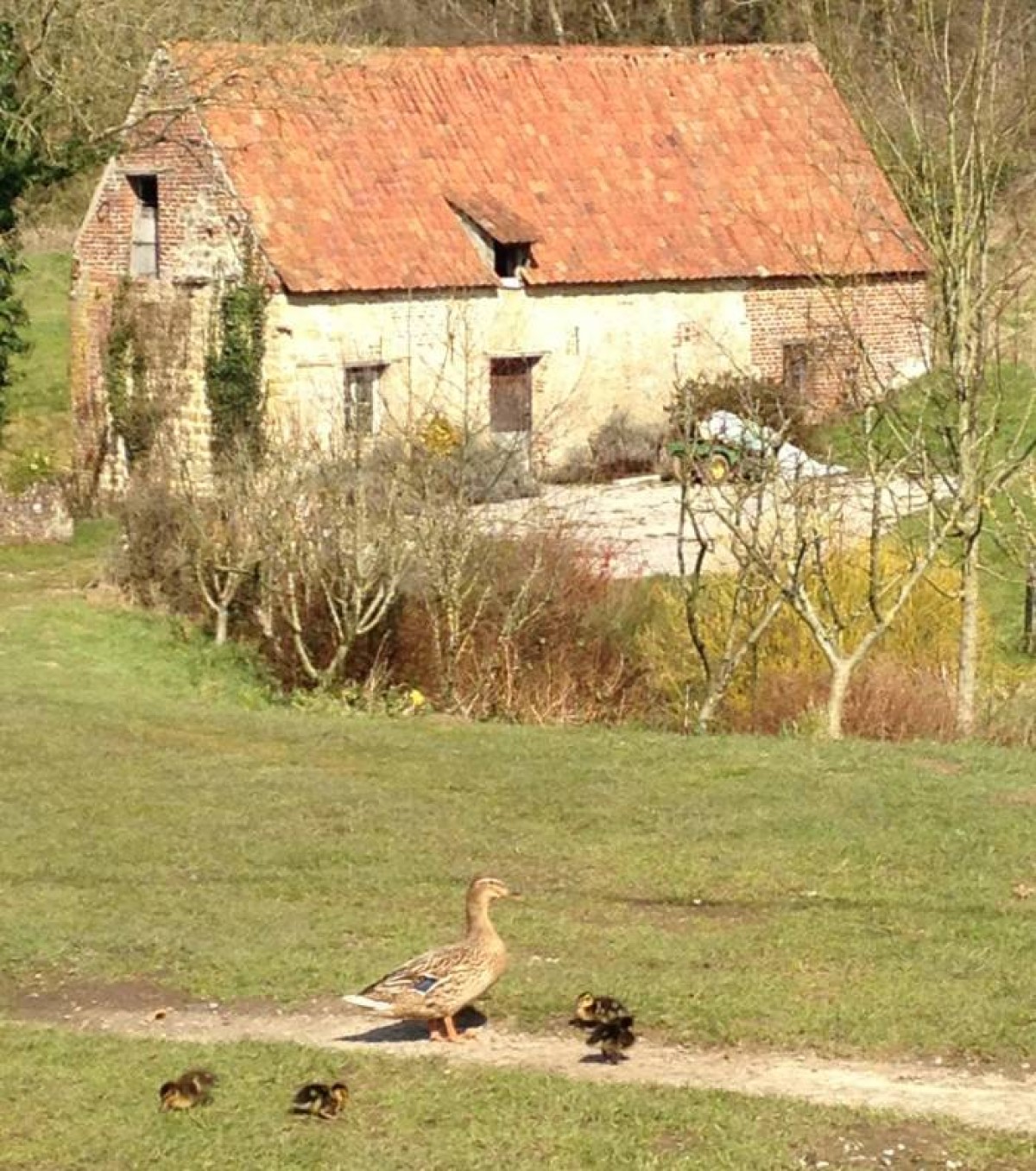 Ducklings and Moulin