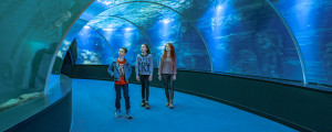 Nausicaa tunnel