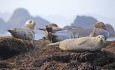 Seals